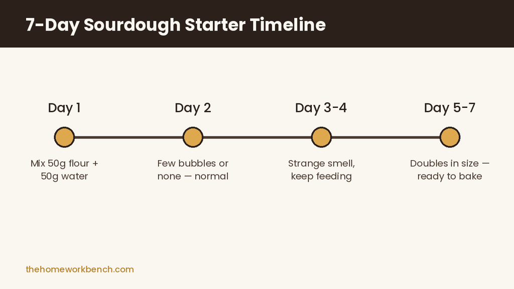 7-day timeline showing sourdough starter progress from day 1 to day 7